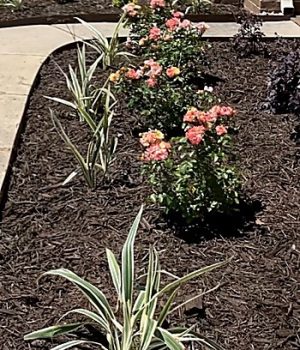 landscape bed maintenance weed control 350x545