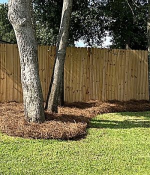 mulch pine straw 350x545