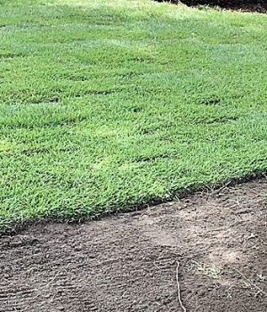 sod installation 350x545